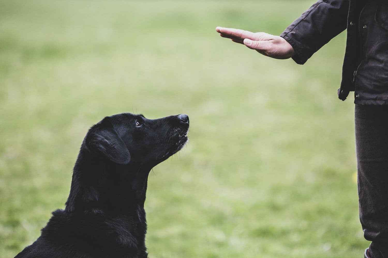 Advanced Off Leash Control Training: The Key to a Safer, Happier Dog